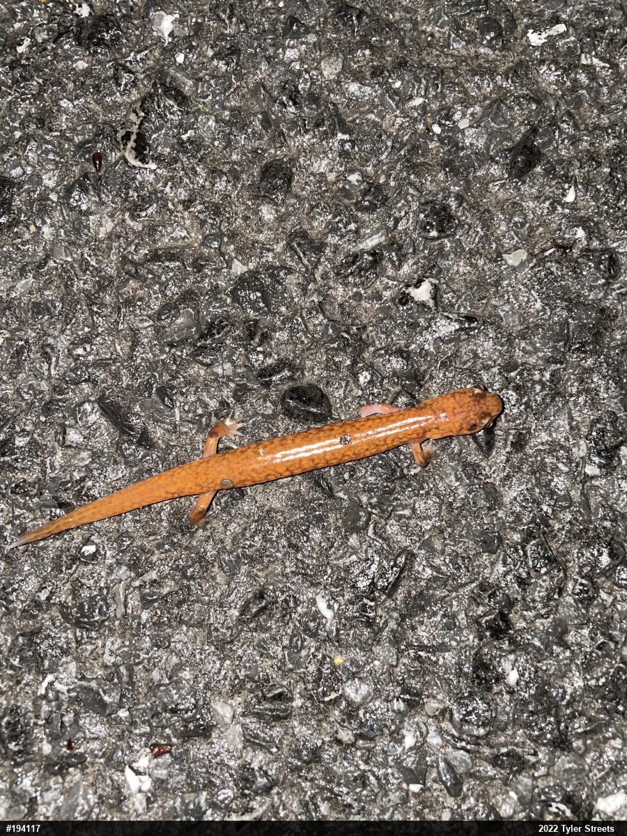 Northern Spring Salamander