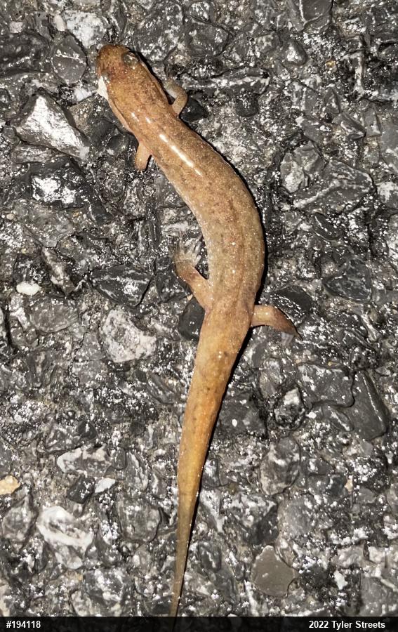 Northern Dusky Salamander