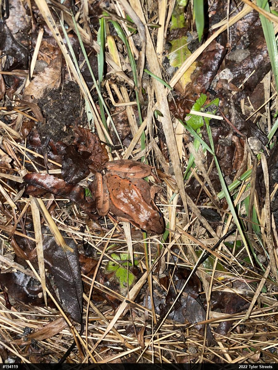 Wood Frog