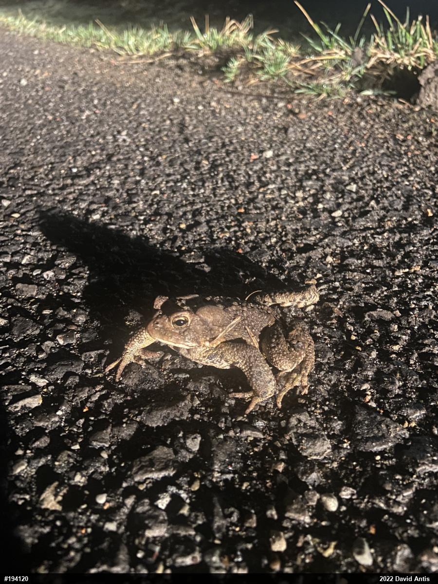 Eastern American Toad