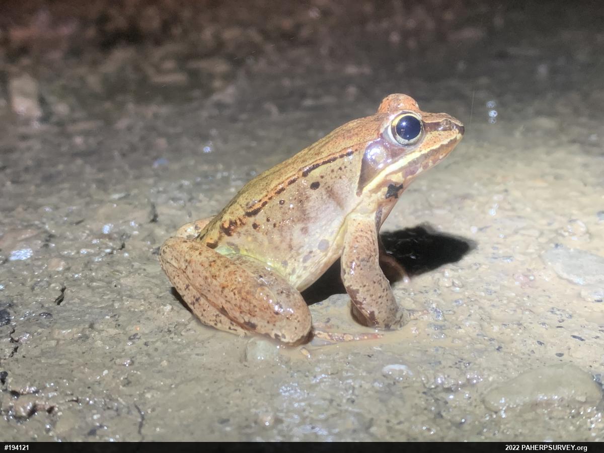 Wood Frog