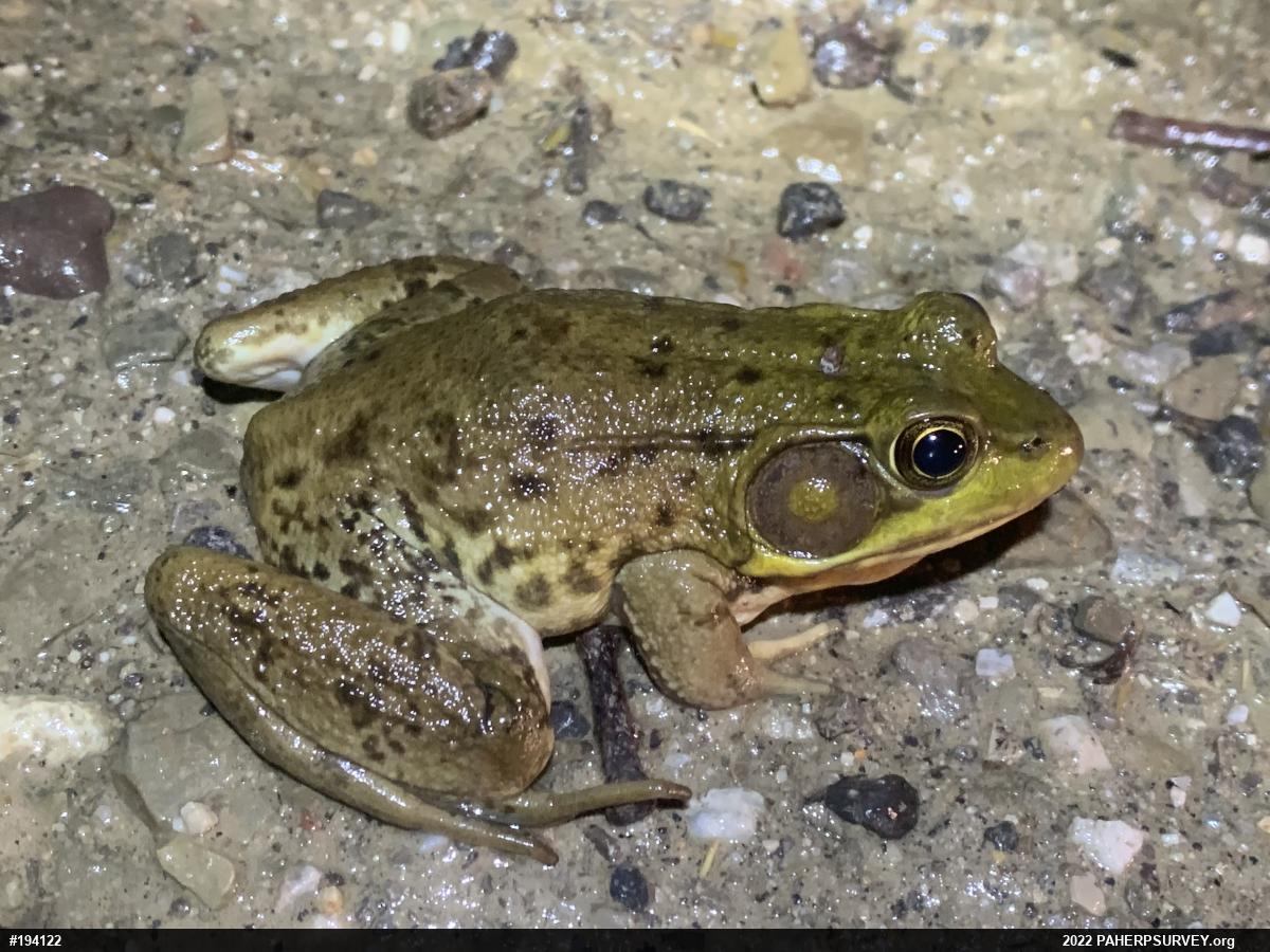 Green Frog