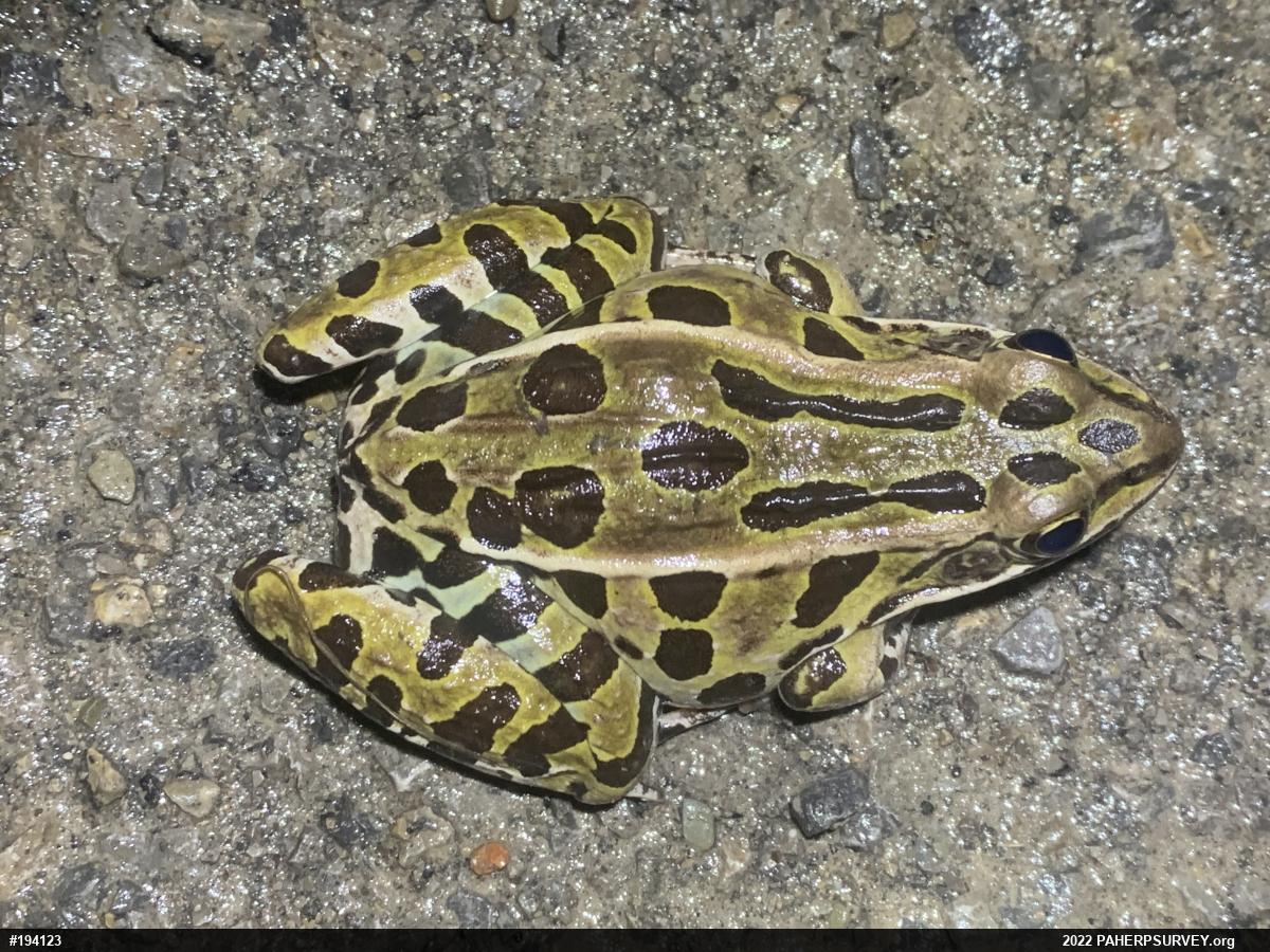 Northern Leopard Frog