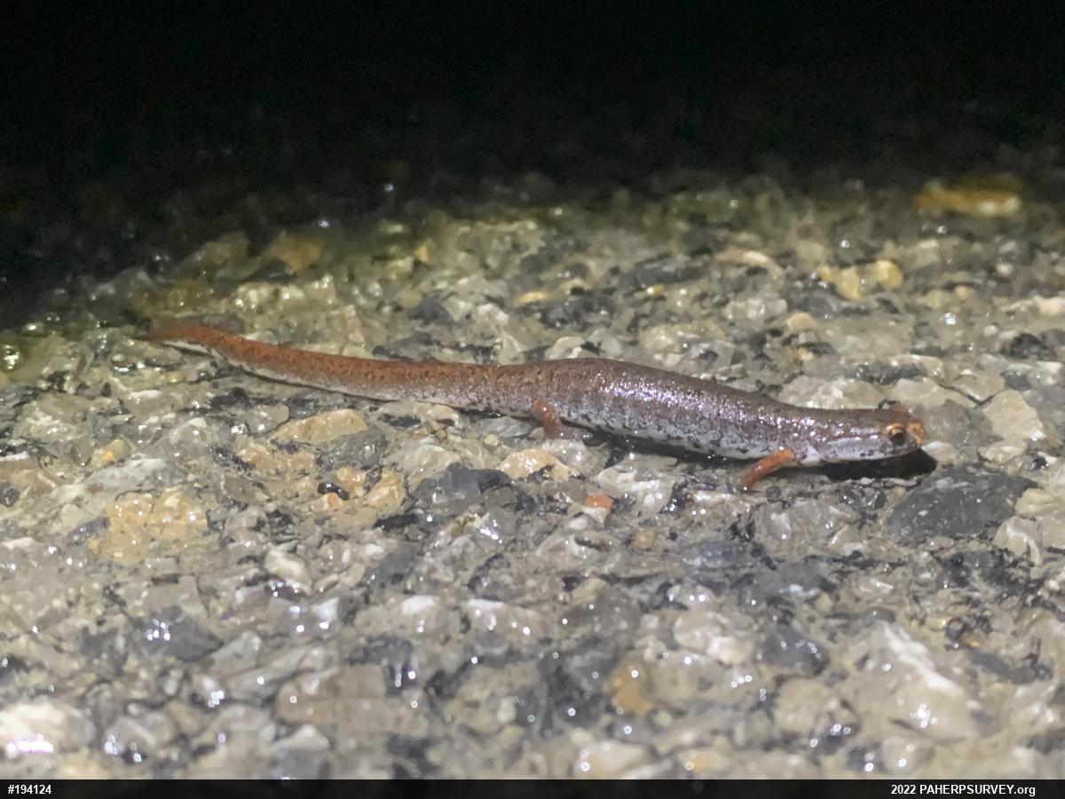Four-toed Salamander