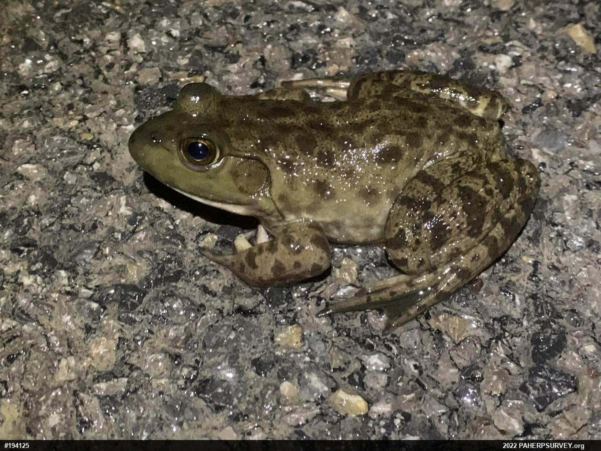 American Bullfrog