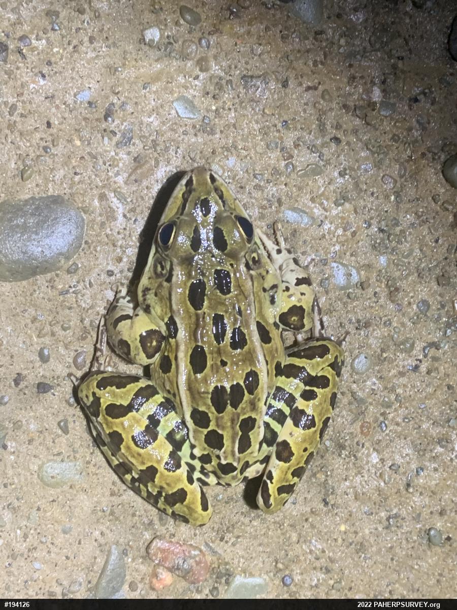 Northern Leopard Frog