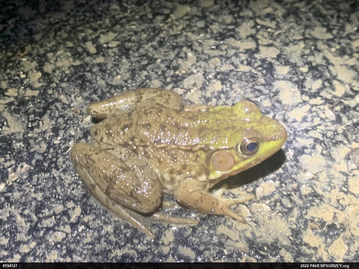 Green Frog