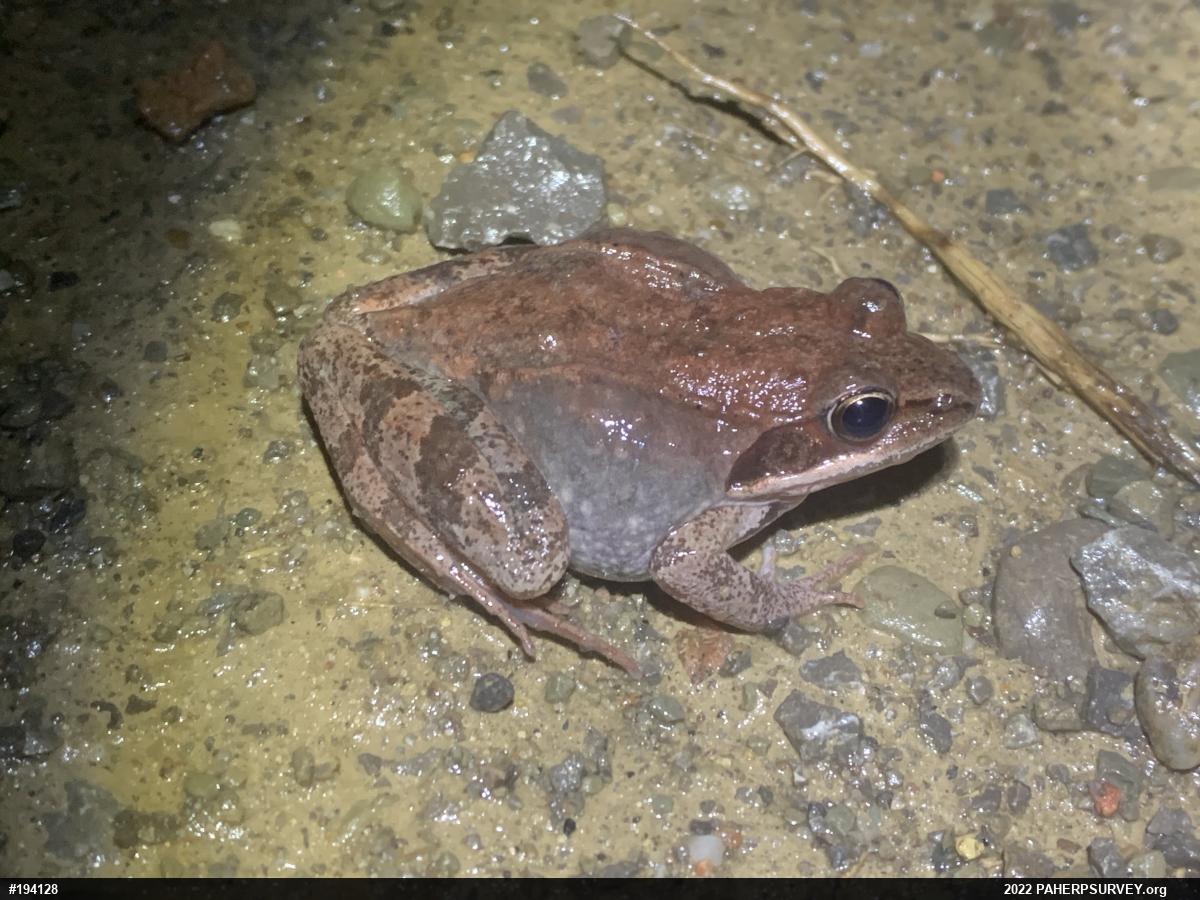 Wood Frog