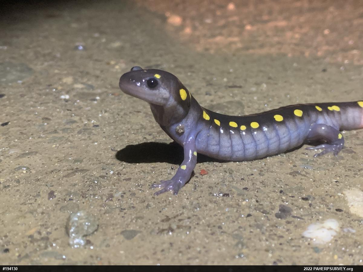 Spotted Salamander