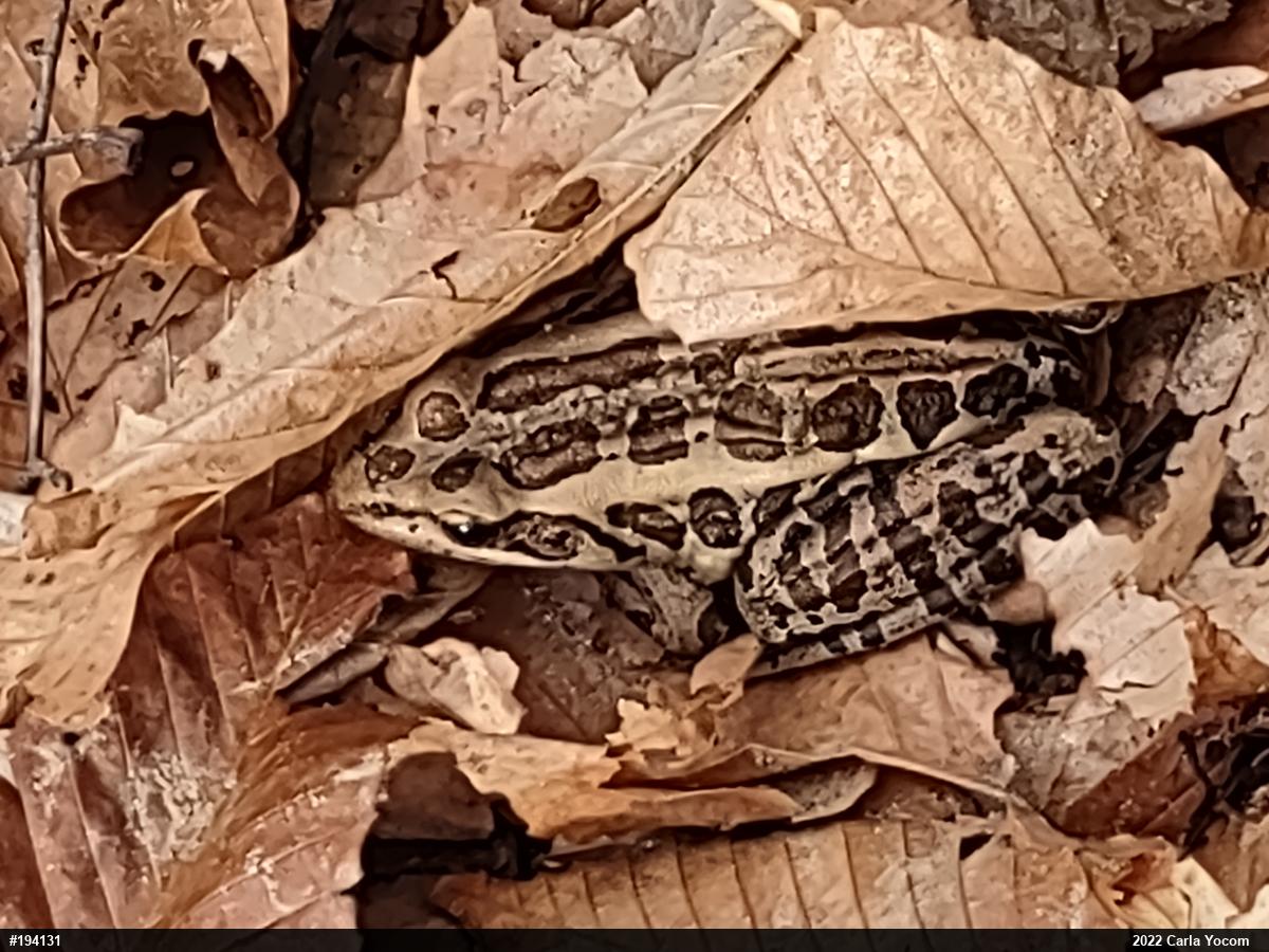 Pickerel Frog