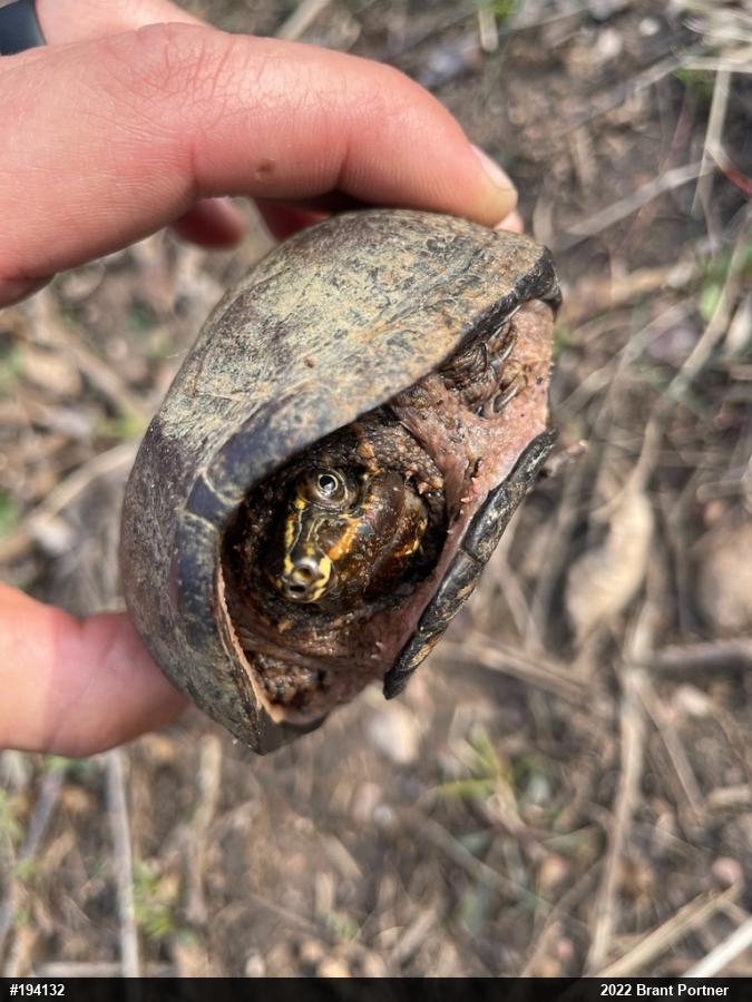 Eastern Musk Turtle