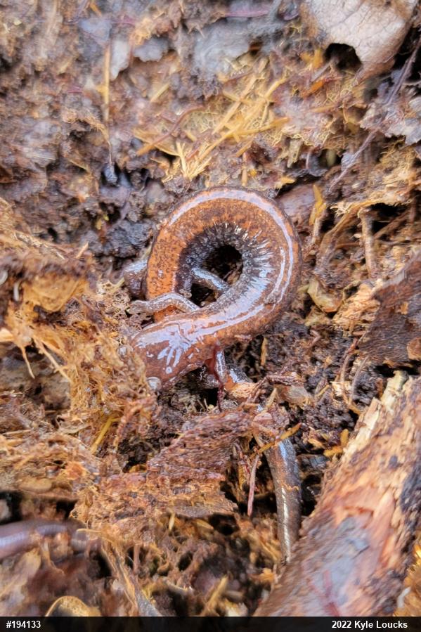 Eastern Red-backed  Salamander