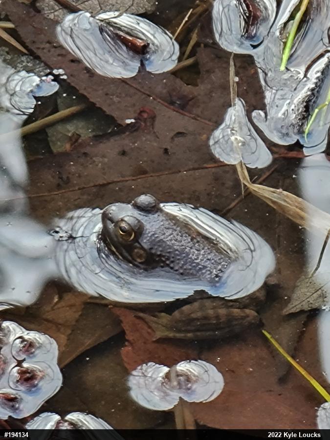 American Bullfrog