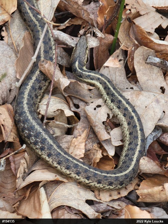 Eastern Gartersnake