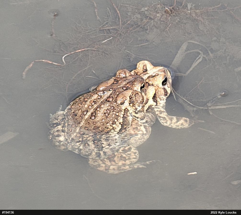 Eastern American Toad