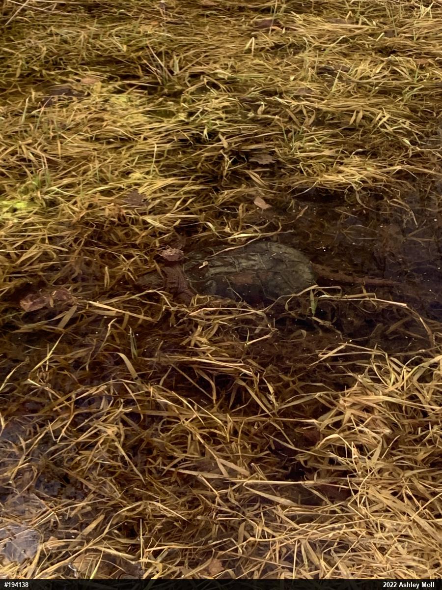 Snapping Turtle