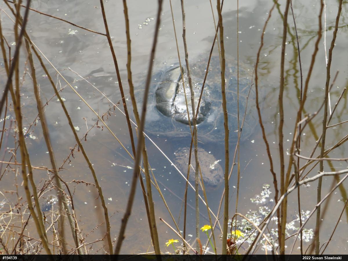 Snapping Turtle