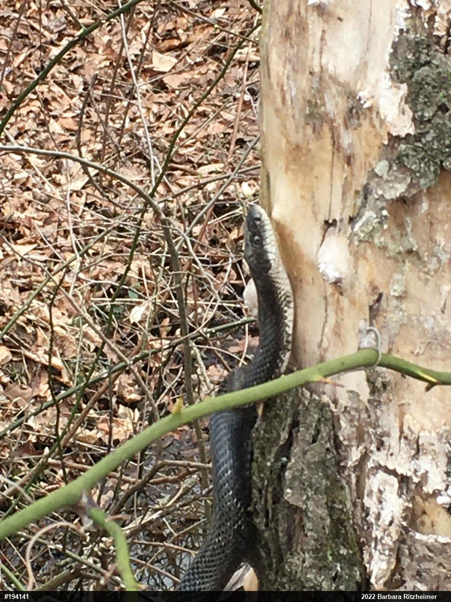 Eastern Ratsnake
