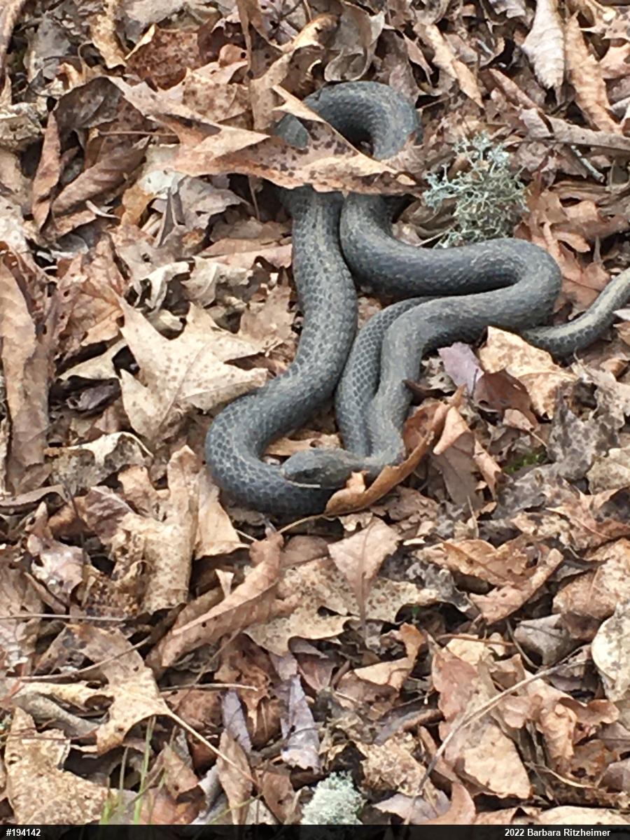 Northern Black Racer