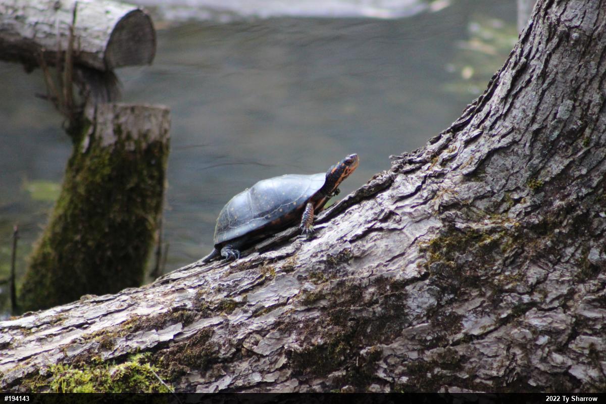 Spotted Turtle