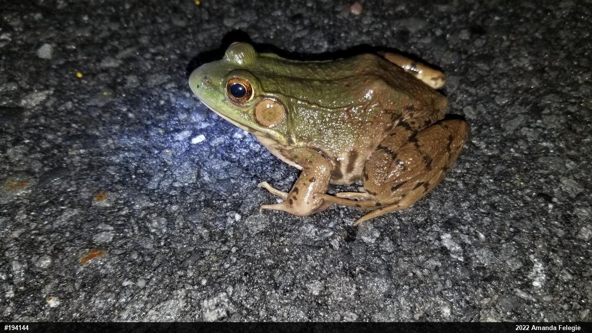 Green Frog