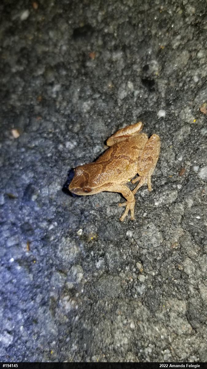 Spring Peeper