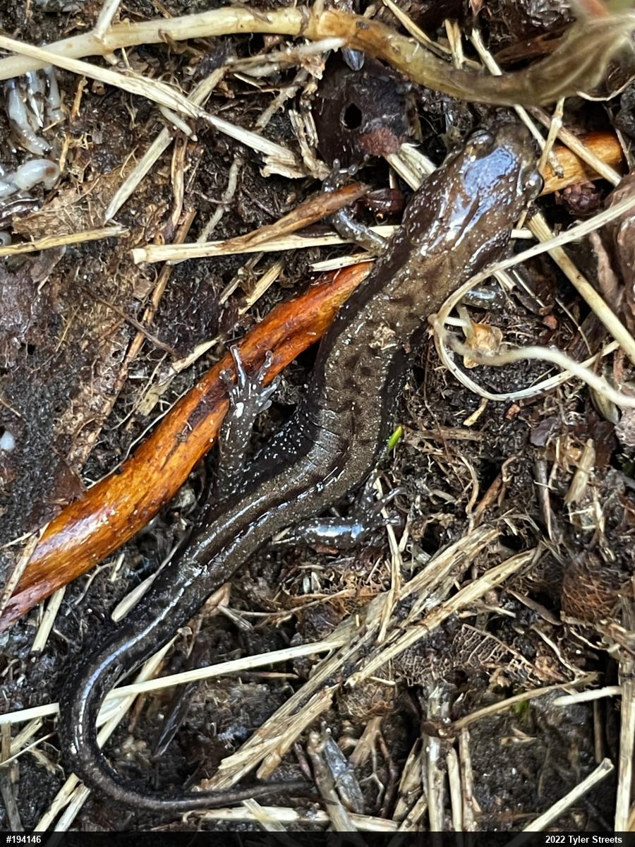 Allegheny Mountain Dusky Salamander