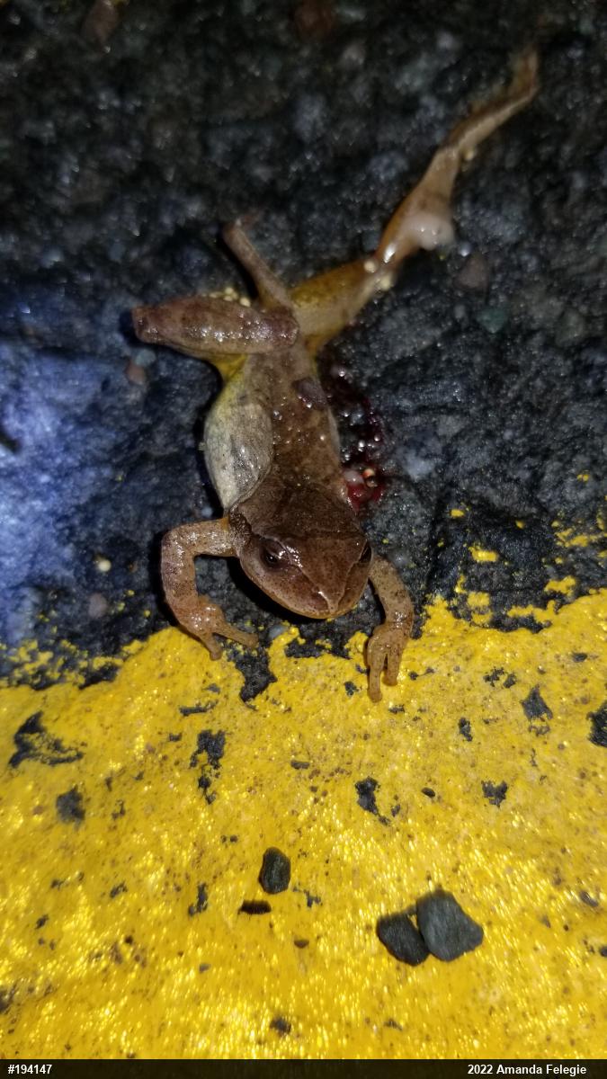 Spring Peeper