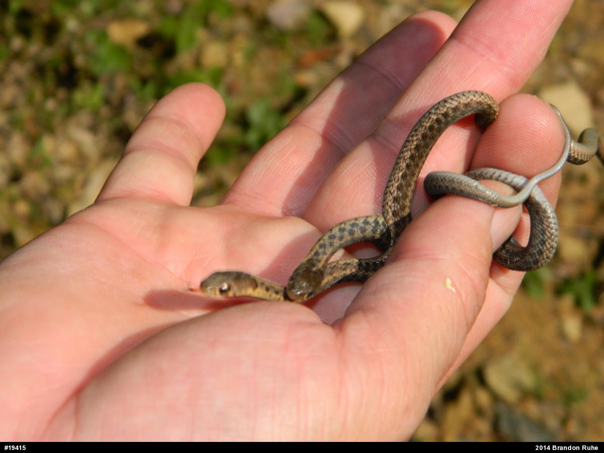 Eastern Gartersnake