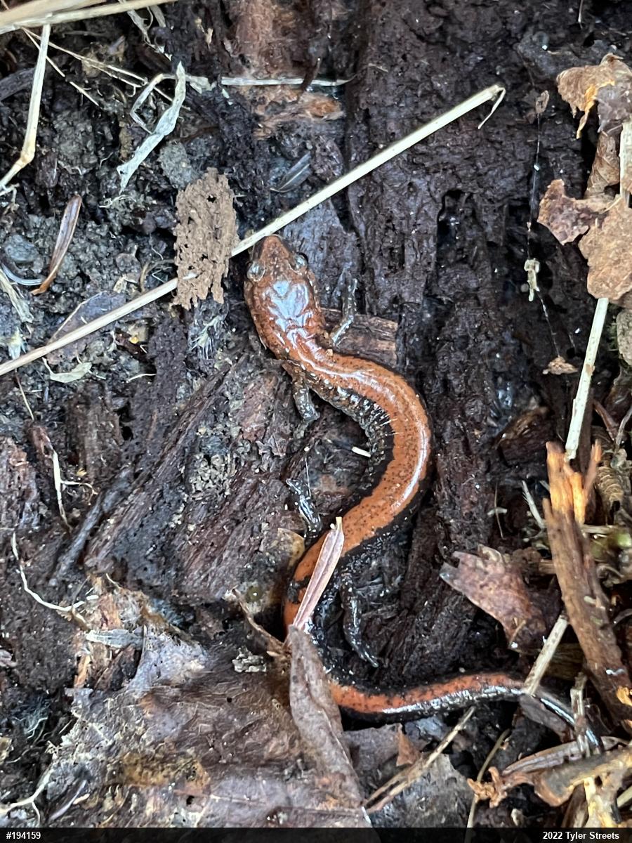 Eastern Red-backed  Salamander