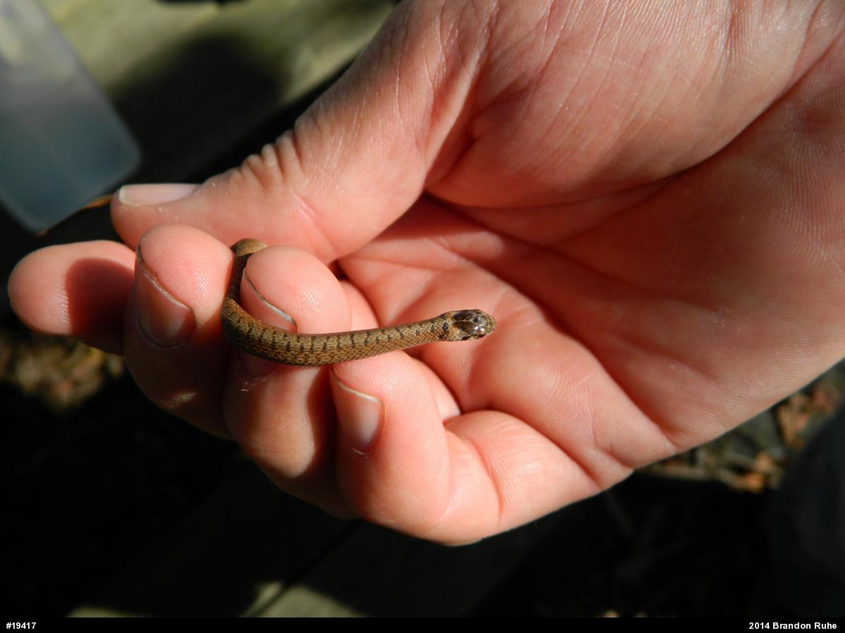 Dekay's Brownsnake