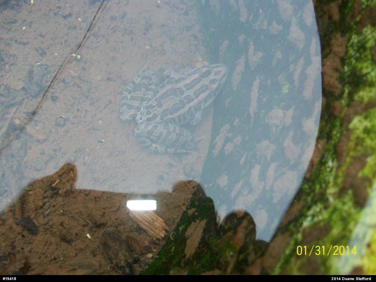 Pickerel Frog