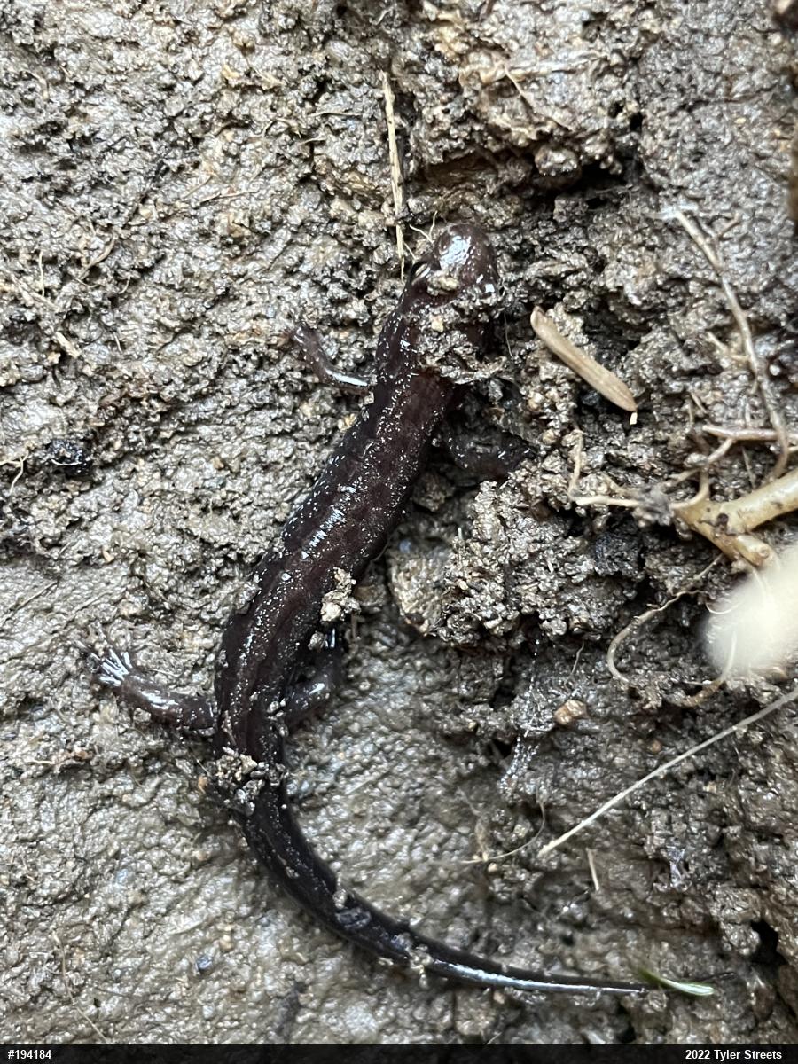 Allegheny Mountain Dusky Salamander