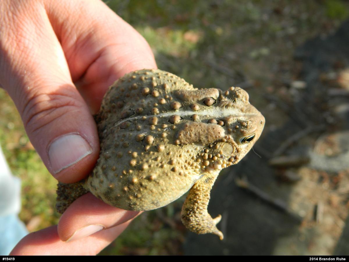 Eastern American Toad
