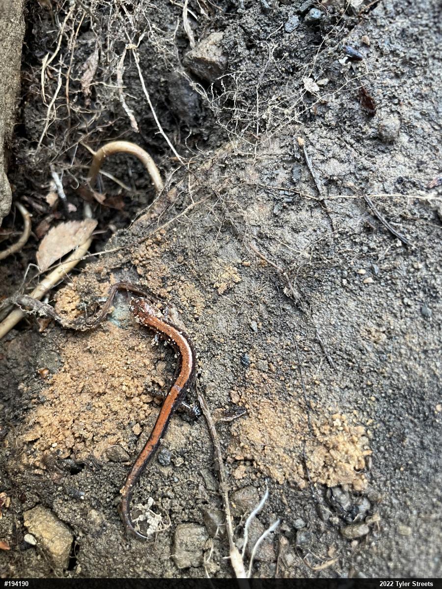 Eastern Red-backed  Salamander