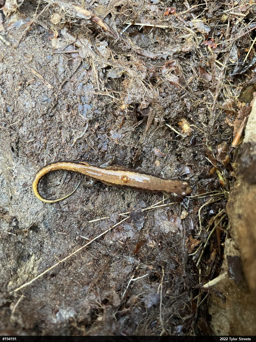 Allegheny Mountain Dusky Salamander