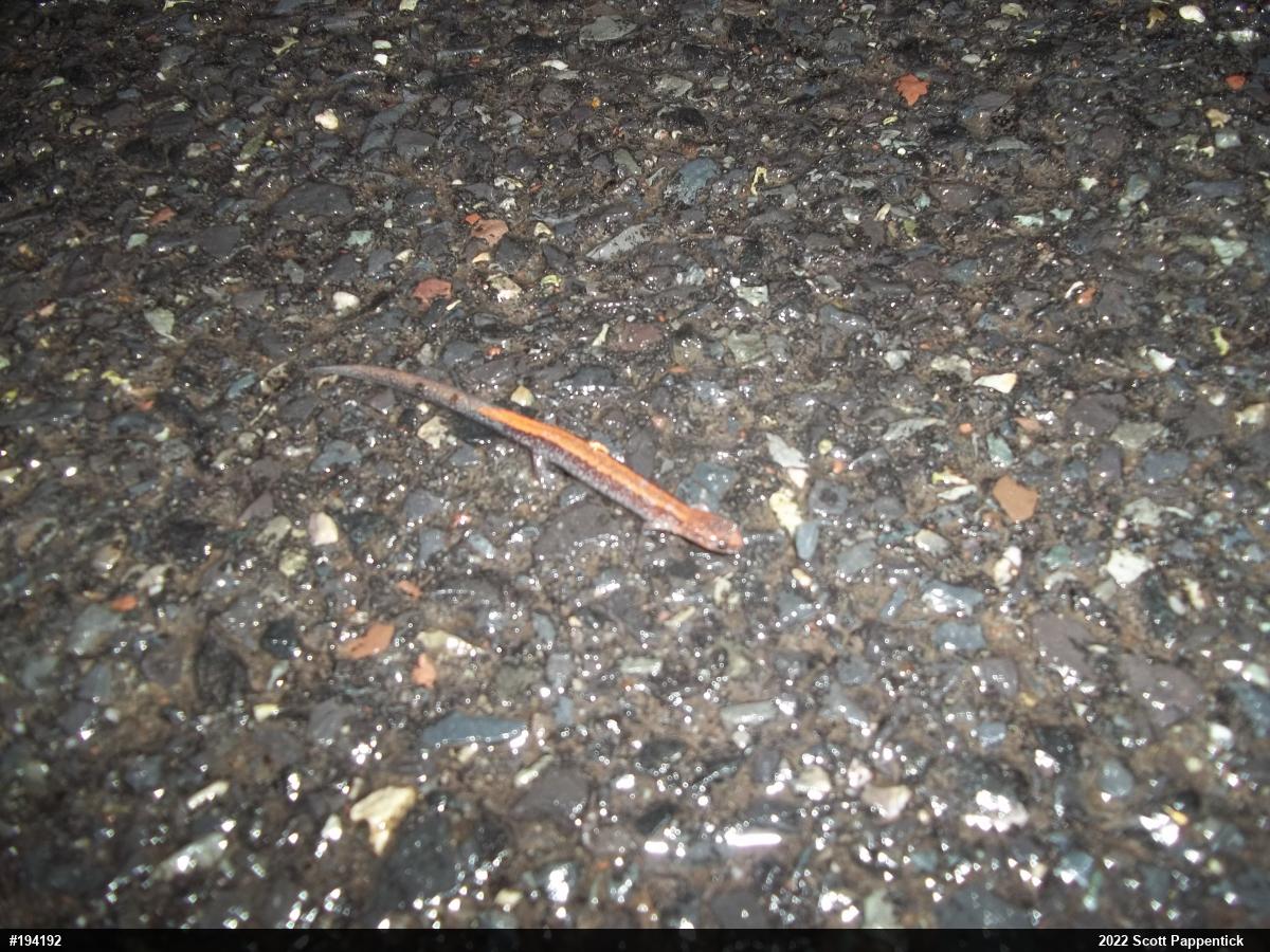 Eastern Red-backed  Salamander
