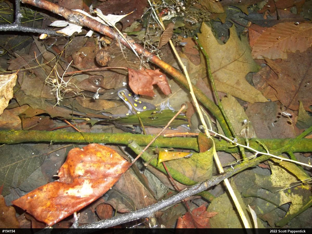 Spotted Salamander