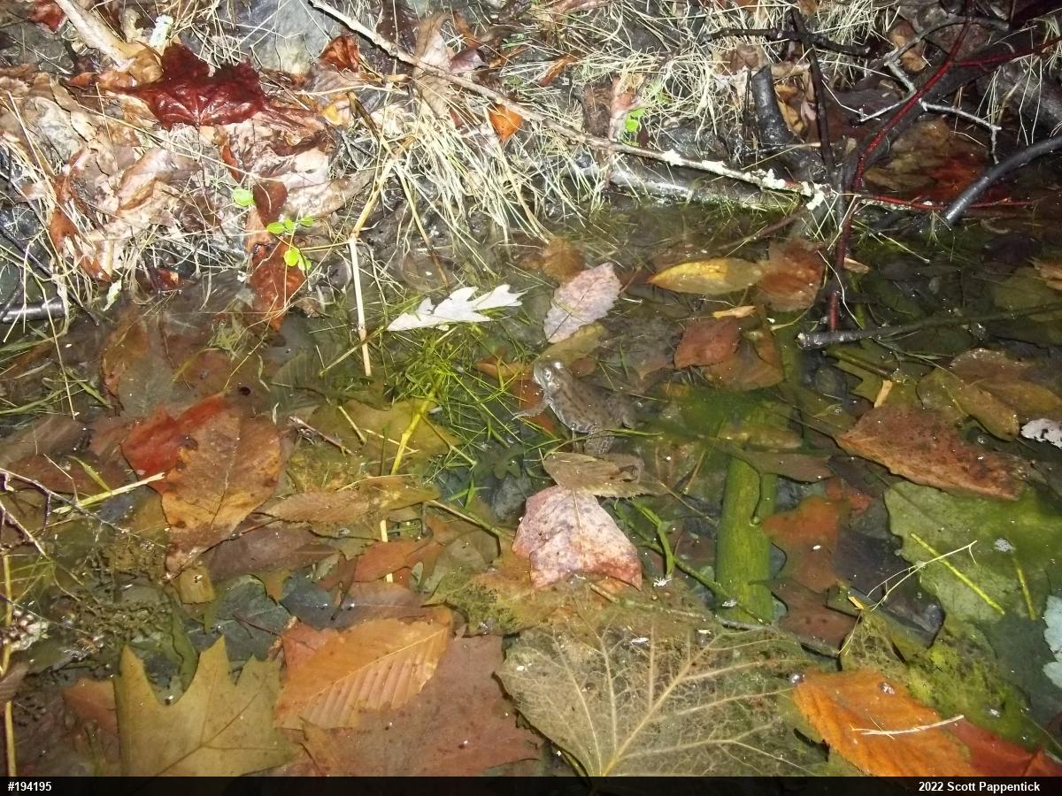 Green Frog
