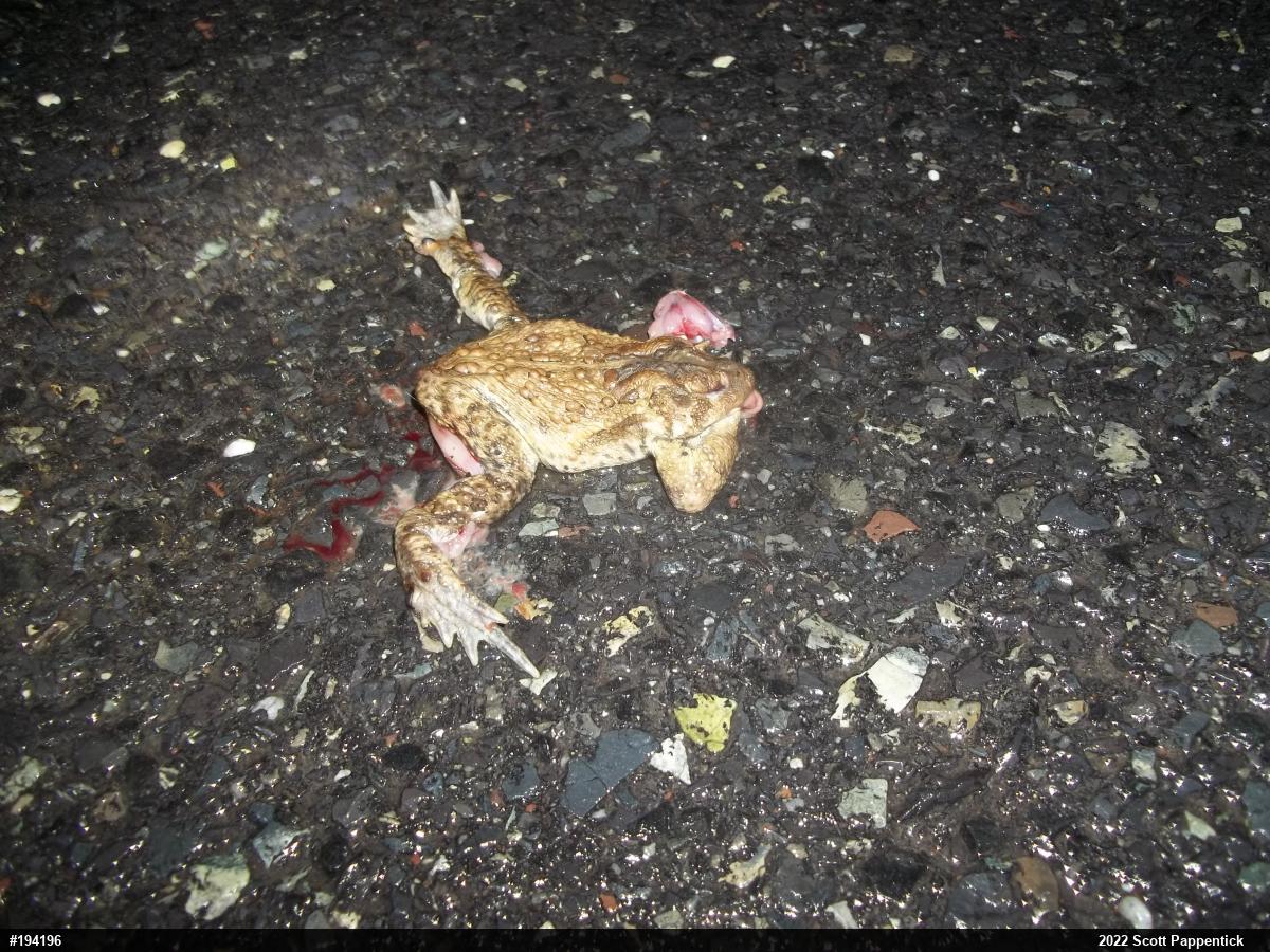 Eastern American Toad