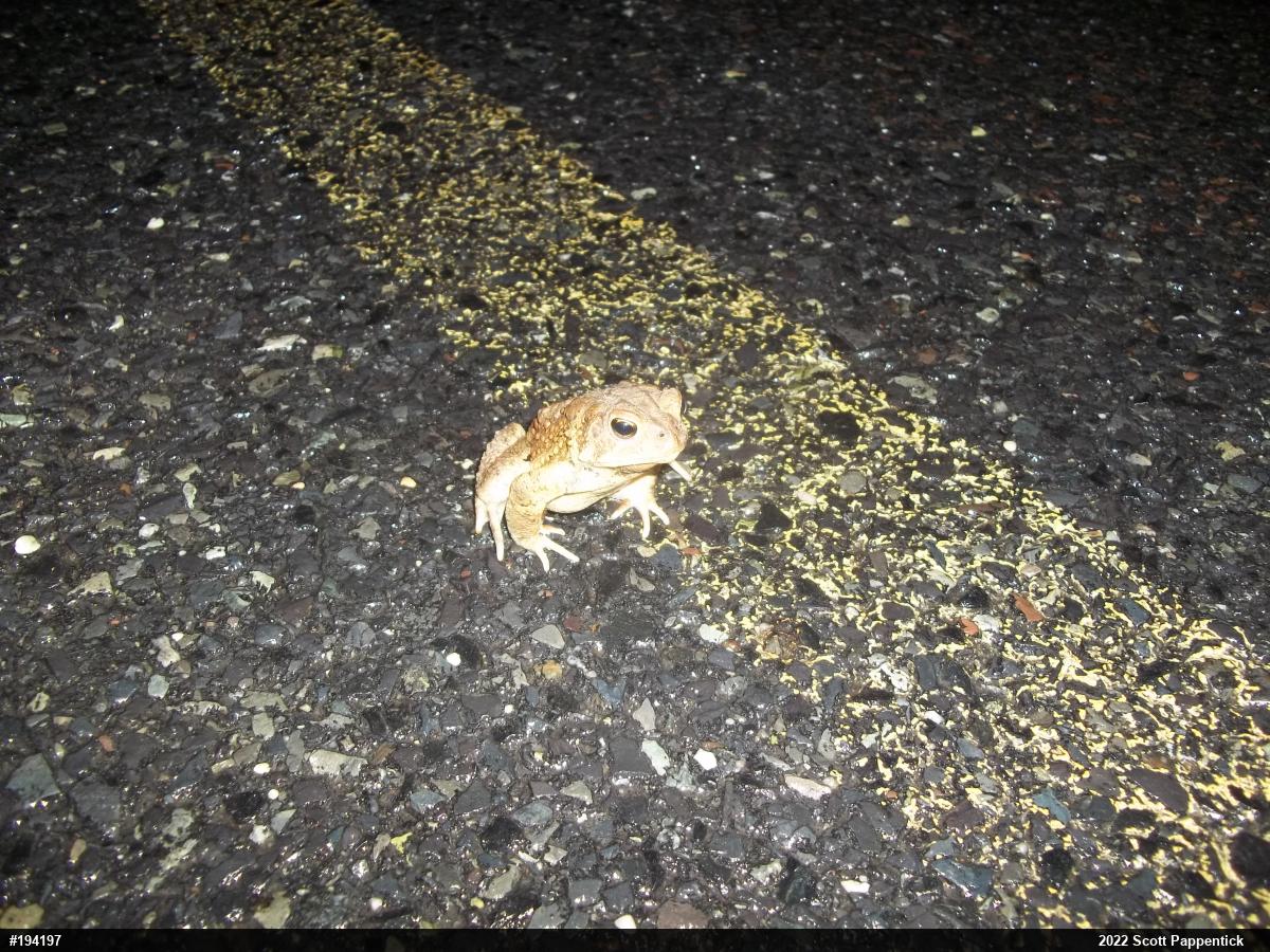 Eastern American Toad