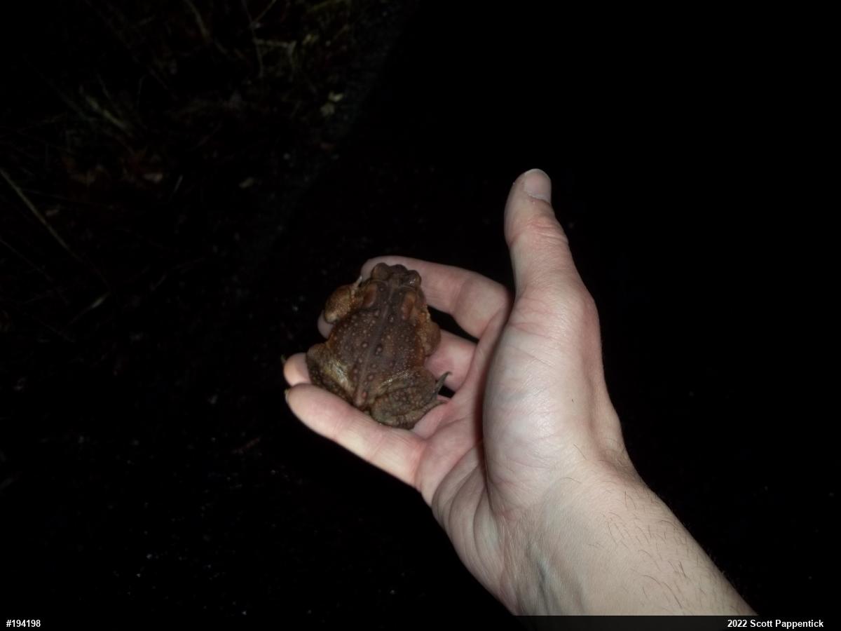 Eastern American Toad