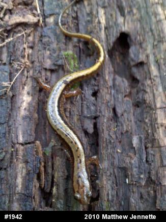 Northern Two-lined Salamander