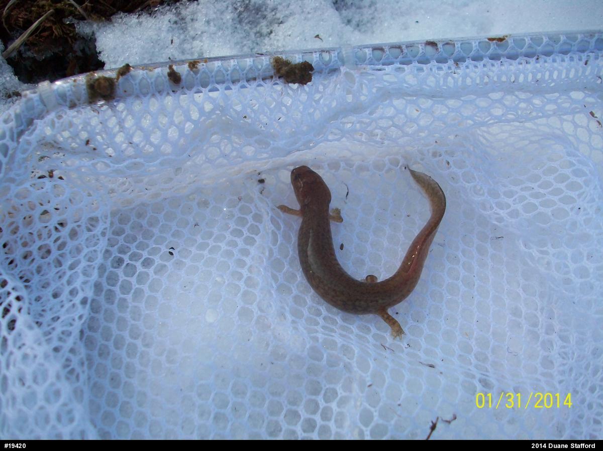 Northern Spring Salamander