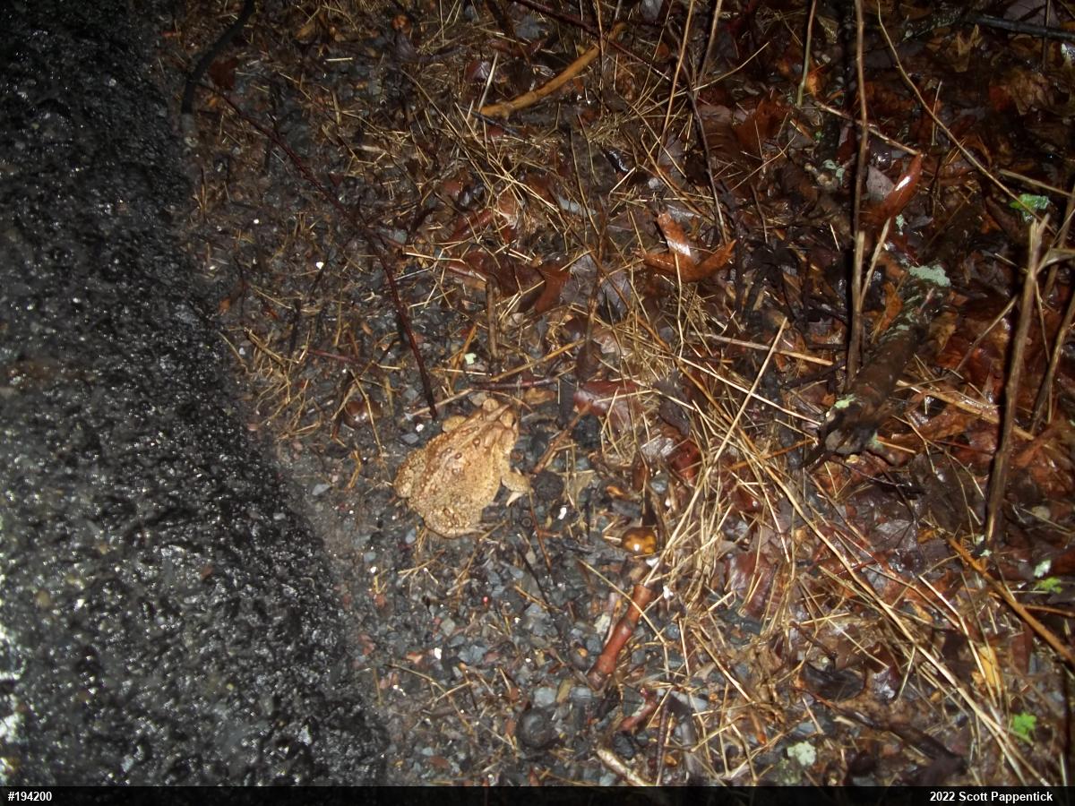 Eastern American Toad