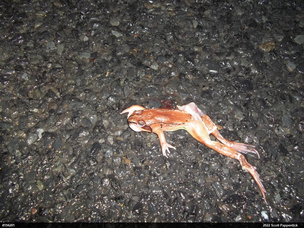 Wood Frog