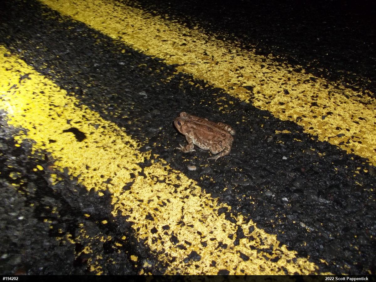 Eastern American Toad