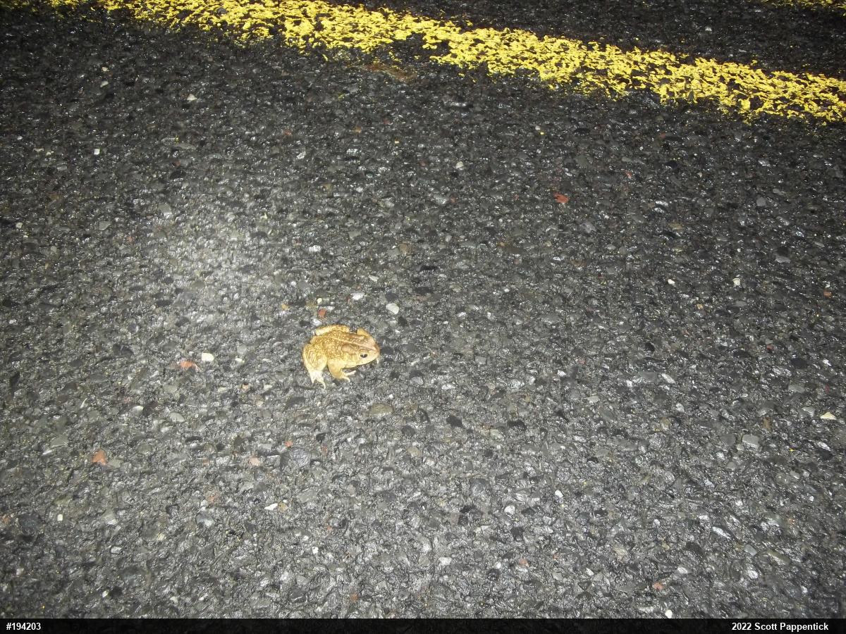 Eastern American Toad