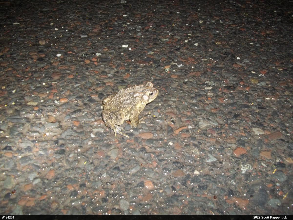 Eastern American Toad