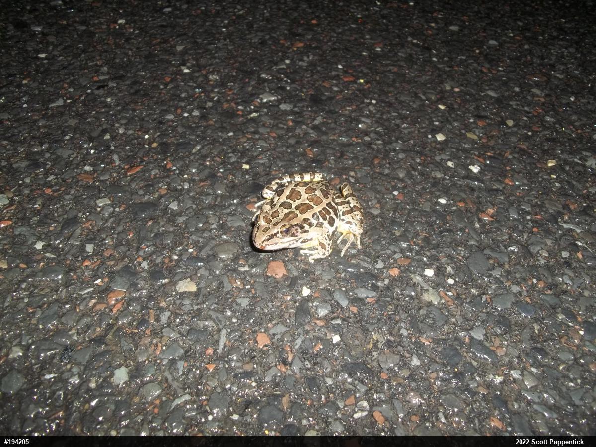 Pickerel Frog